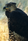 Crowned Eagle