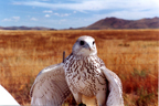 White Gyr Falcon