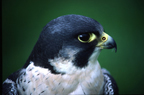 Peregrine Falcon