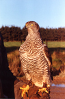 Finnish Goshawk