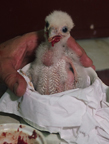 Falcon chick