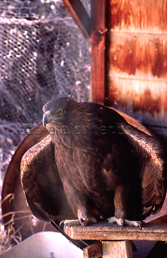 Cleo, female Golden Eagle