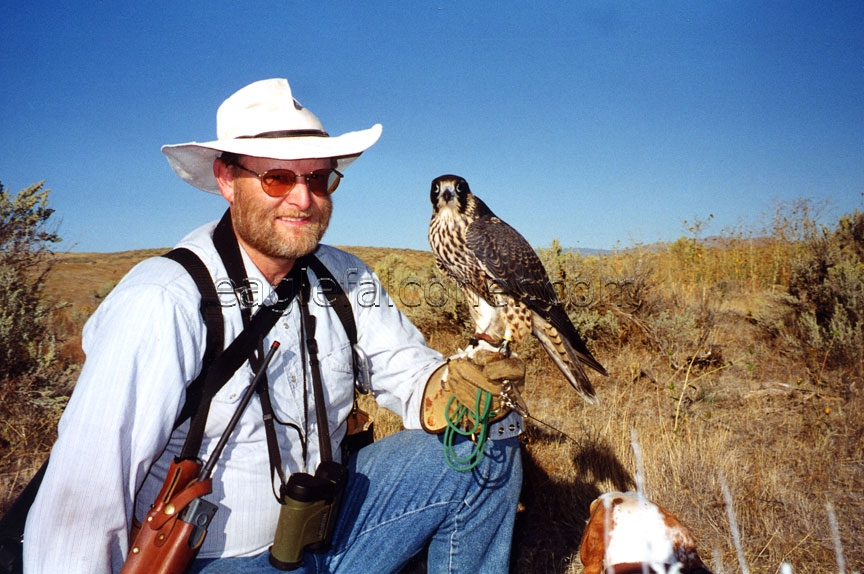 Bruce Haak, falconer with peregrine falcon