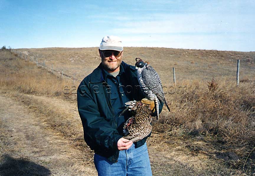 Falconer Bruce Haak with Gyr Falcon