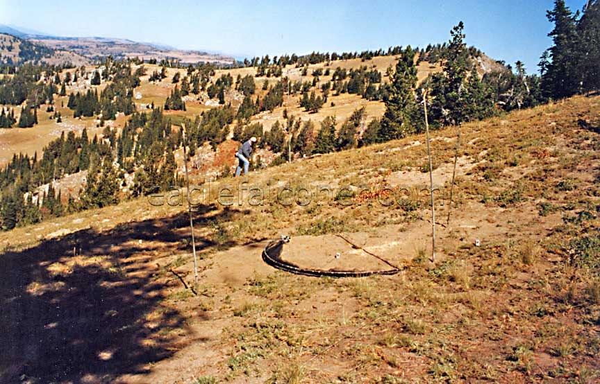 Bow Net hawk trap