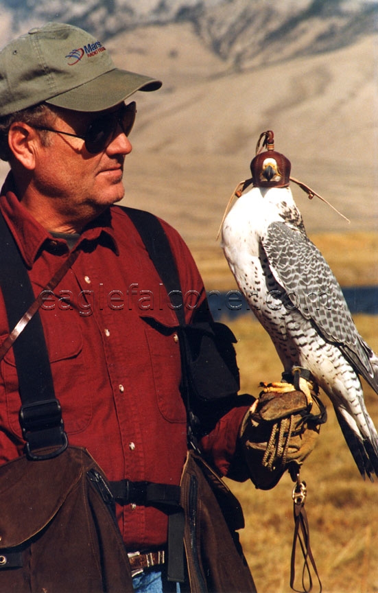 Gyr Peregrine Falcon
