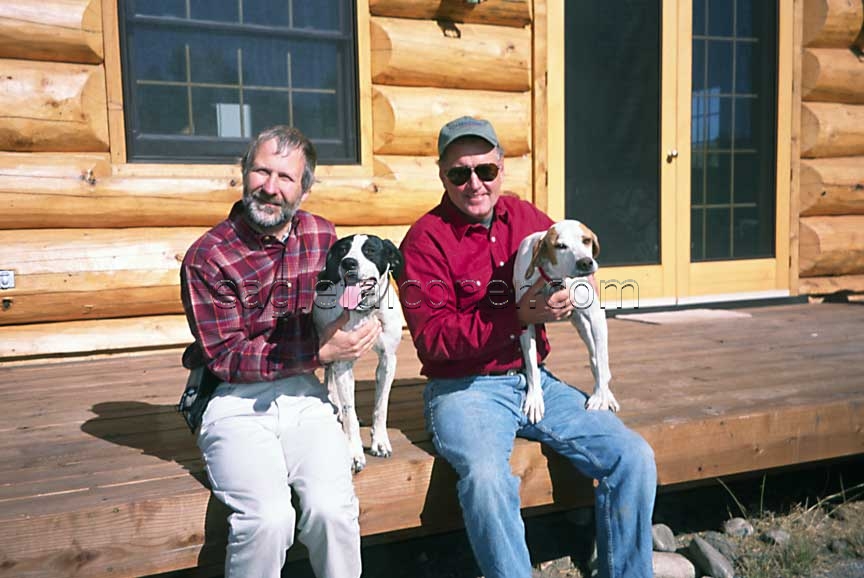 Falconry dogs American pointers