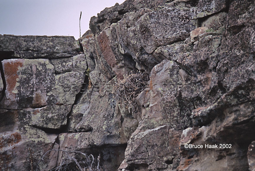 Golden Eagles nest