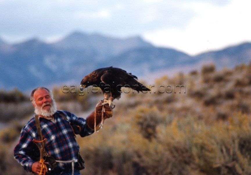 Trained Golden Eagle