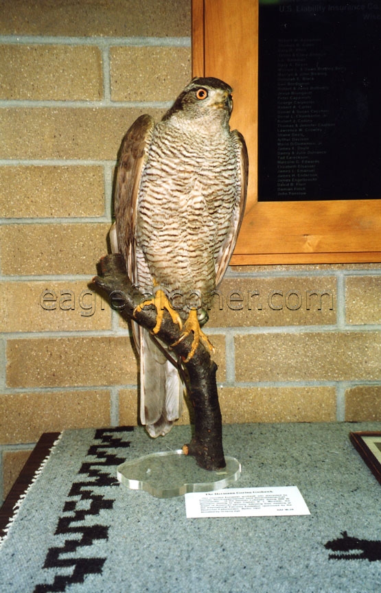 Hermann Goring's Goshawk