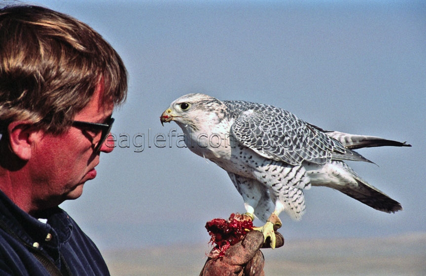 Trained Gyr Falcon