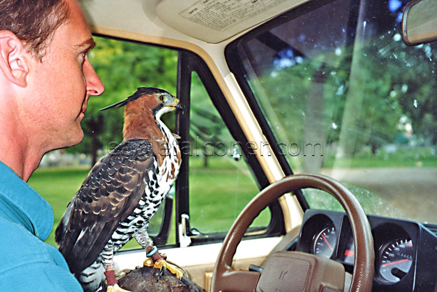 Trained Ornate Hawk Eagle