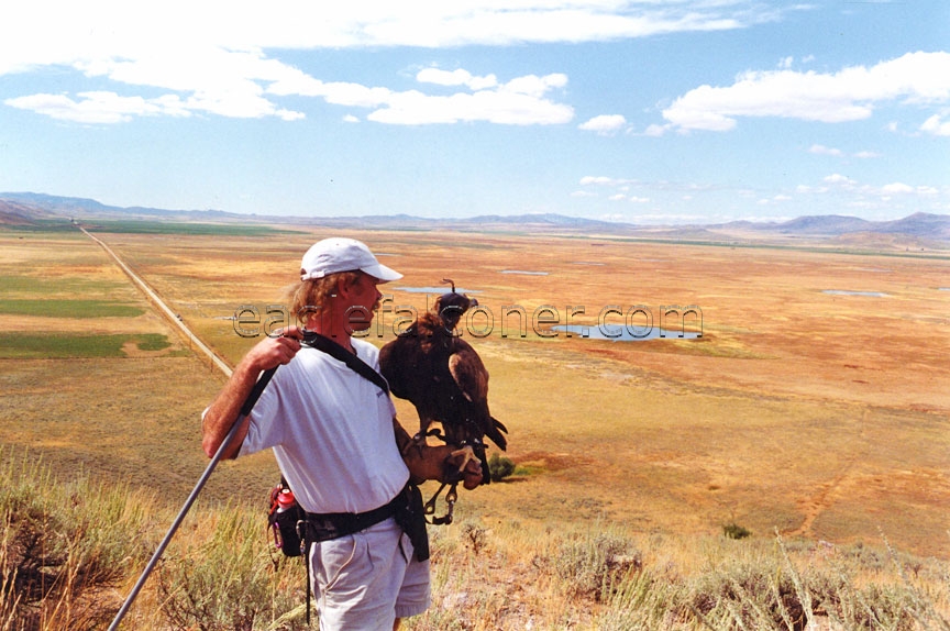 Golden Eagle hunting