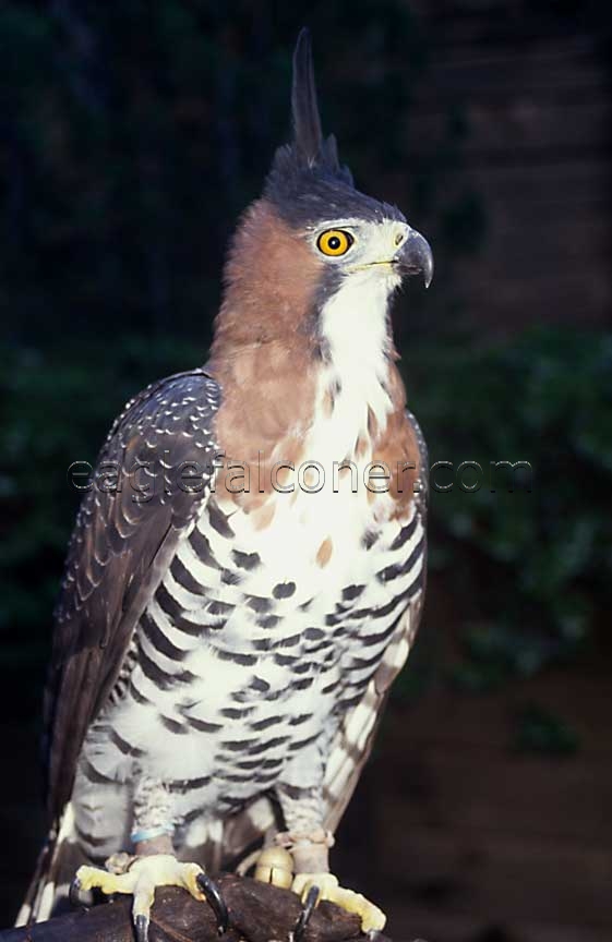 Female Ornate Hawk Eagle