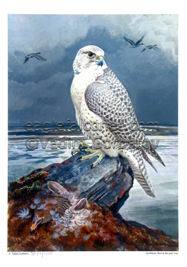 Vadim Gorbatov Gyrfalcon resting