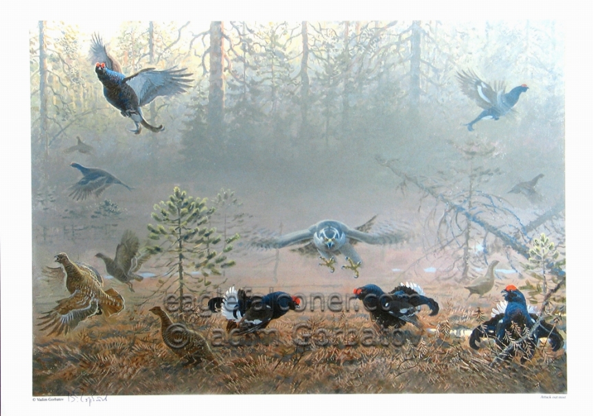 Vadim Gorbatov Goshawk attack