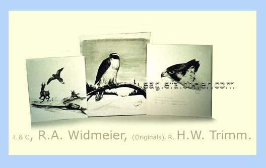 Sketches by Widmeier, Trimm at the Arichives of Falconry