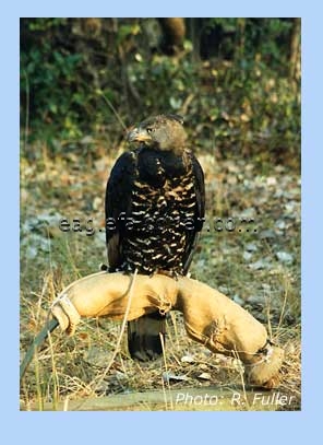 Crowned Eagle on a bowperch