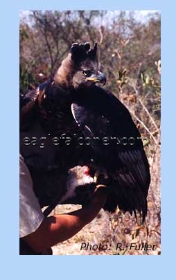 African Crowned Eagle hunts monkeys