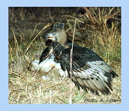 Crowned Eagle with a hare