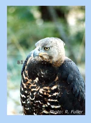 Crowned Eagle trained