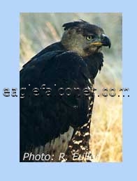 Crowned Eagle at rest