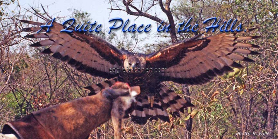 African Crowned Eagle in Flight