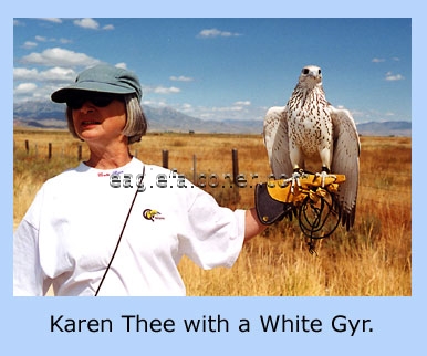 White Gyr Falcon