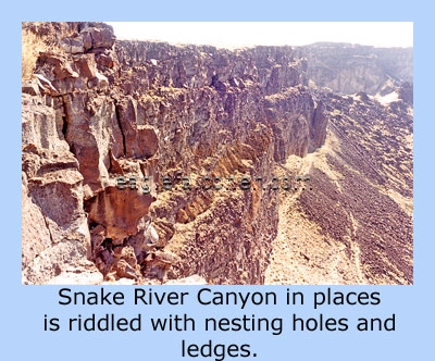 Snake River Canyon walls, ideal for nesting falcons