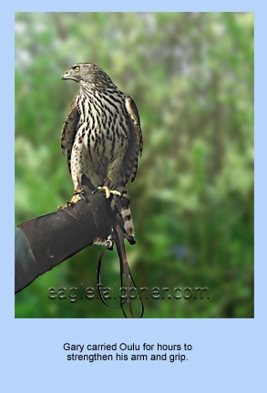 Female goshawk