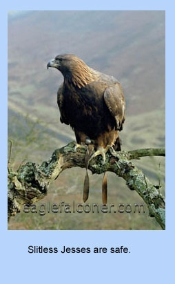 Golden Eagle wearing aylmeri jesses.