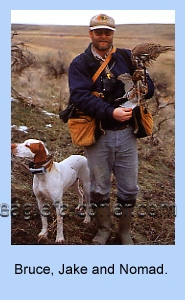 Falconer, Bruce Haak with his Pointer and Prairie Falcon