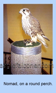 Prairie Falcon called Nomad