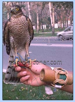 Chinese sparrow hawk