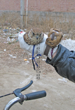 Hawking, Falconry in China