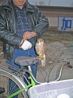 Hawking, Falconry in China