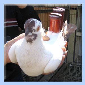 Pigeon fitted with tail whistle