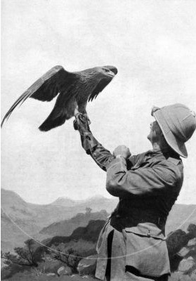British Officer with Golden Eagle