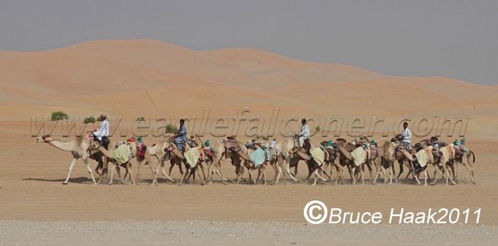 Desert Camels Falconry Festival