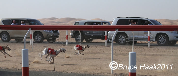 Saluki racing in the UAE Falconry Festival