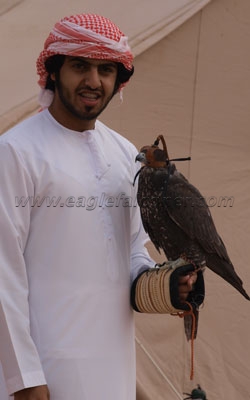 dark gyr Falconry Festival