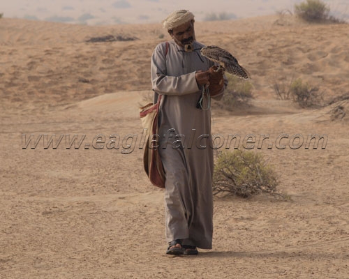 Desert camp Festival of Falconry