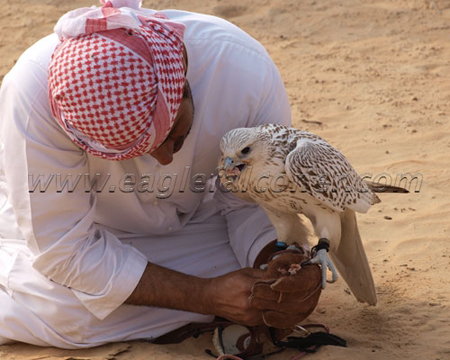 Arab falconer Festival Falconry