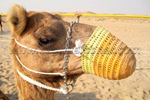 Camel in UAE Falconry Festival