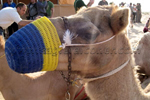 Camel at desert camp Falconry Festival