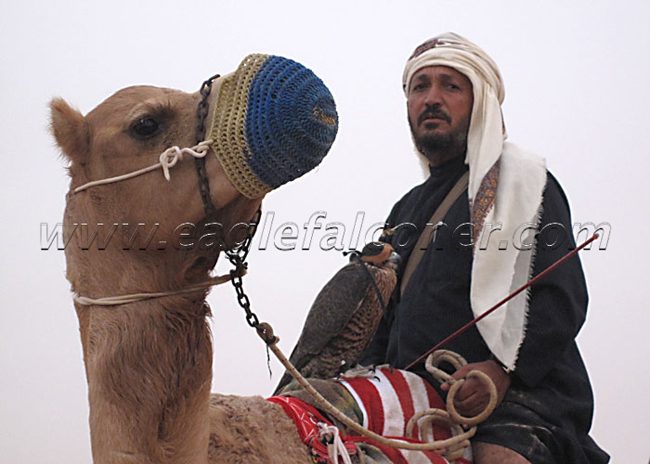 Arab desert falconer Festival