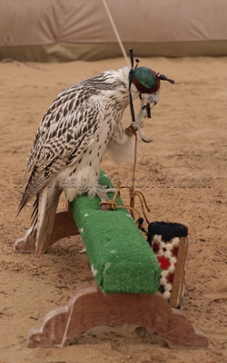 Falconry Festival Arab gyr falcon