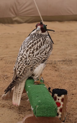 desert camp Falconry Festival