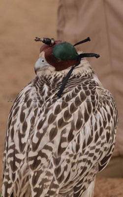 Hooded gyr Falconry Festival