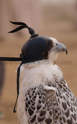 Emeriates falconry Festival